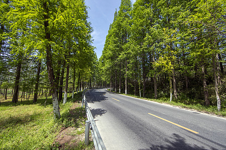 皇后大道最美公路背景