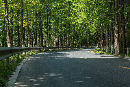 夏天树林间的公路图片