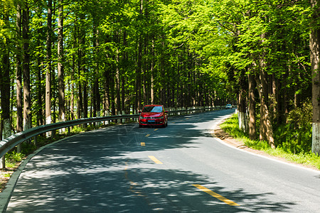 森林树木公路上行驶的汽车背景