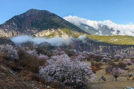 西藏林芝桃花图片