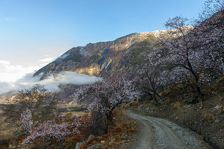 西藏林芝桃花图片