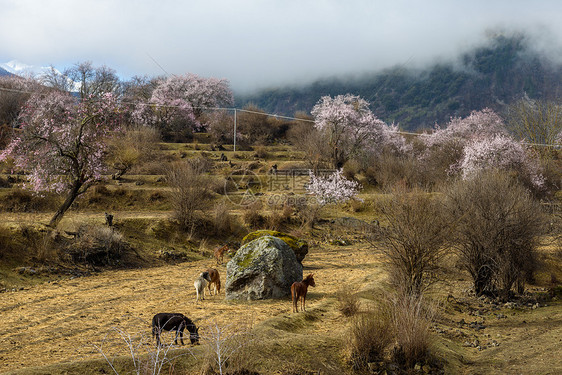 西藏林芝桃花图片