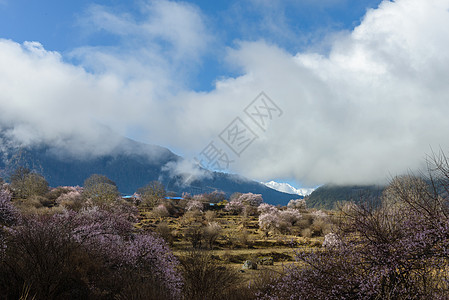 西藏林芝桃花图片