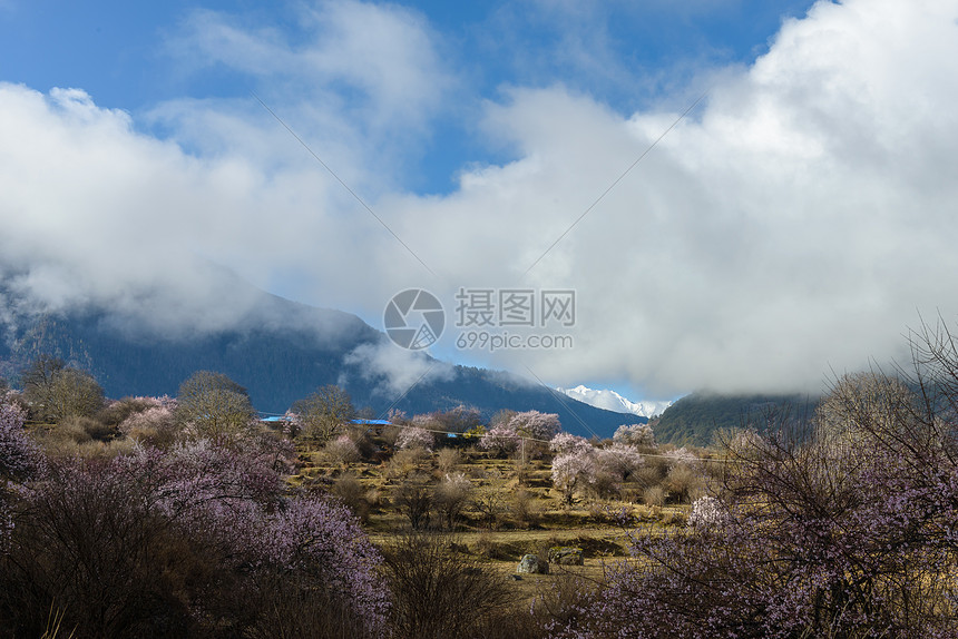 西藏林芝桃花图片