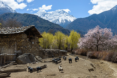 林芝桃花西藏雪山房子高清图片