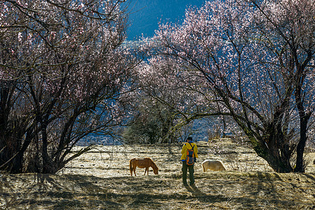 林芝桃花图片