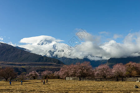 林芝桃花西藏旅游高清图片