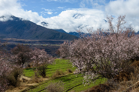 林芝桃花图片