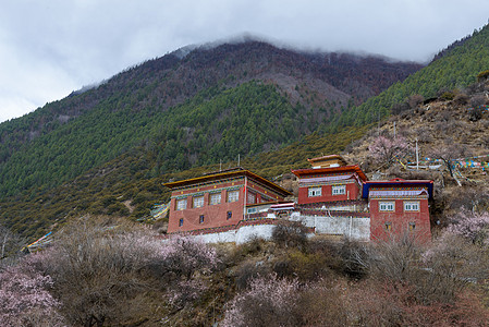 林芝桃花西藏雪山房子高清图片