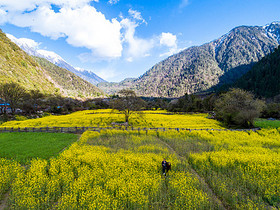 西藏林芝油菜花田蓝天白云风景图片