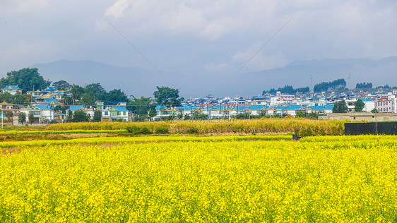 云南大理乡村油菜花图片