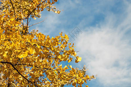 树叶天空图片