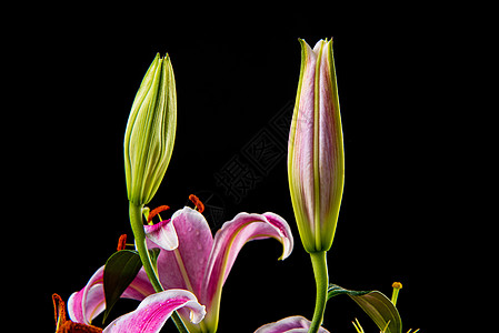 黑背景中的一朵黄花图片黑色背景中的百合花背景