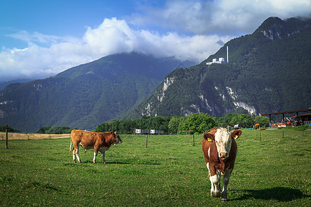 瑞士风景瑞士高山天然牧场背景