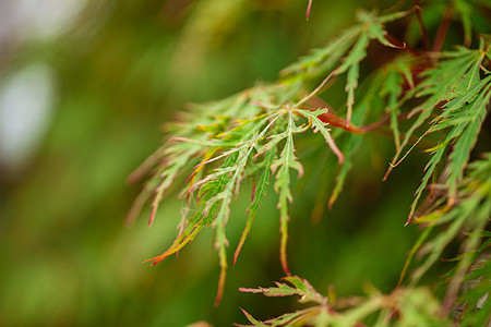 树枝特写羽毛槭枫叶红花背景