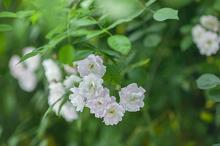 夏天盛开的蔷薇花高清图片