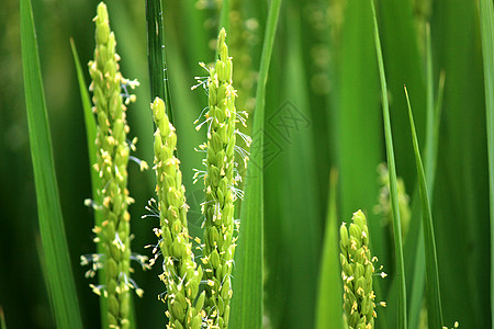 水稻绿油油稻田高清图片