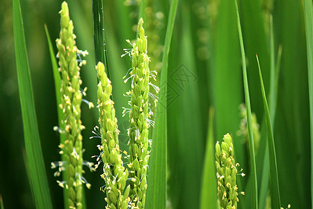 水稻稻花香高清图片素材