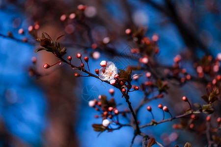 一支棉花城市公园的一支梅花背景