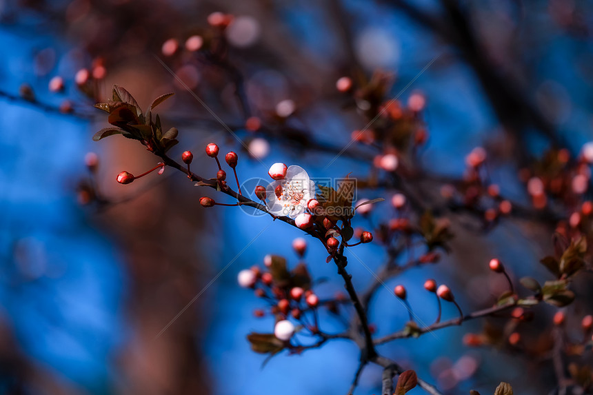 城市公园的一支梅花图片