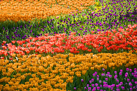 红色盛开花朵郁金香花田背景