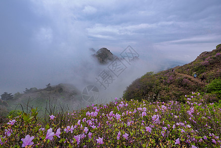 高山杜鹃花大黑山杜鹃花背景