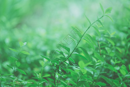 春背景图绿色小草生机勃勃背景