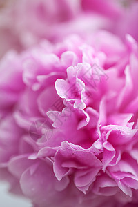 红牡丹花装饰芍药花牡丹花特写背景