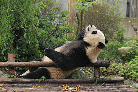 成都大熊猫繁殖基地背景图片