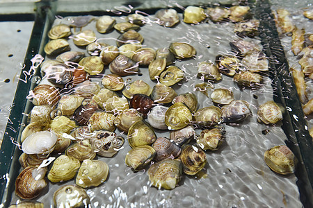 超市里的海鲜水产蛤蜊电商高清图片素材