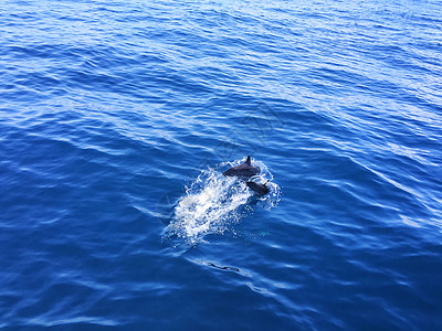 出海观海豚背景