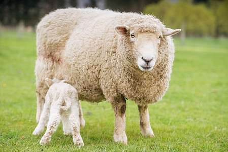 羊手绘新西兰绵羊背景