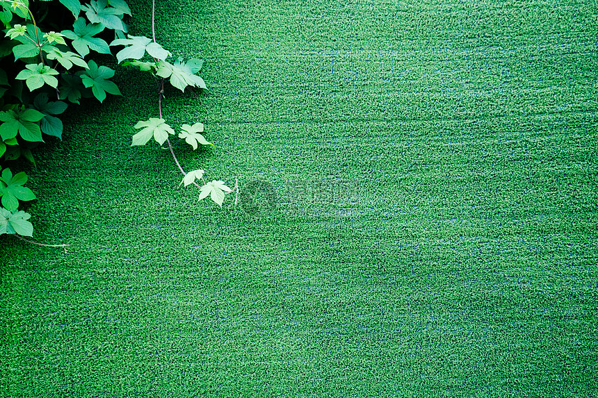 绿叶背景墙图片