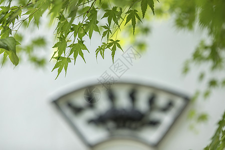 中国风的枫叶背景图片