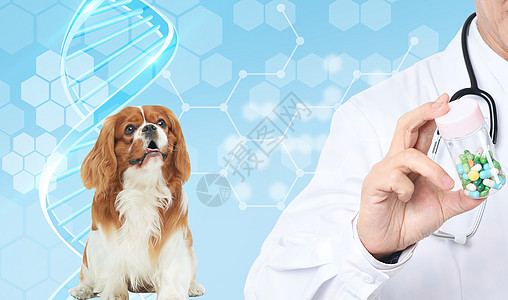 宠物医疗图片免费下载宠物医生图片设计图片