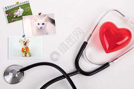 猫玩具宠物医疗设计图片
