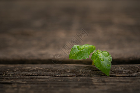 雨后清新概念小草背景