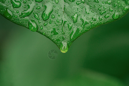 雨滴psd植被绿叶背景