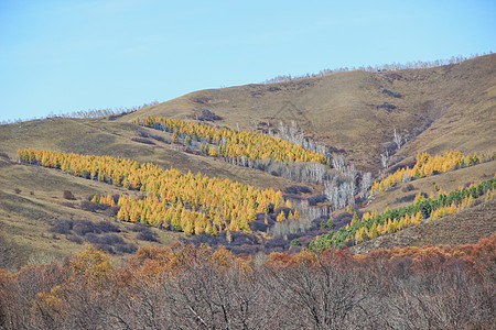 黑龙江大兴安岭地区秋景图片