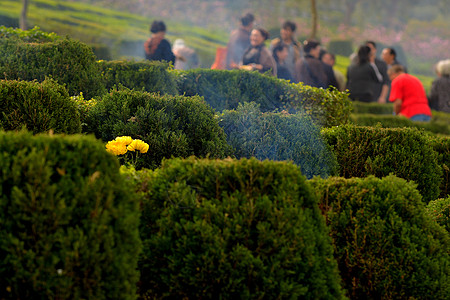 清明节扫墓成都龙泉长松寺墓地清明扫墓背景