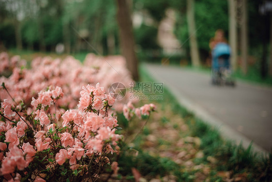 路边漂亮的花丛图片