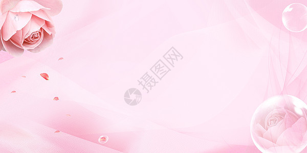 粉色玫瑰背景图片