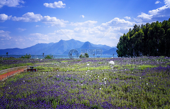 绿色鲜花薰衣草庄园图片