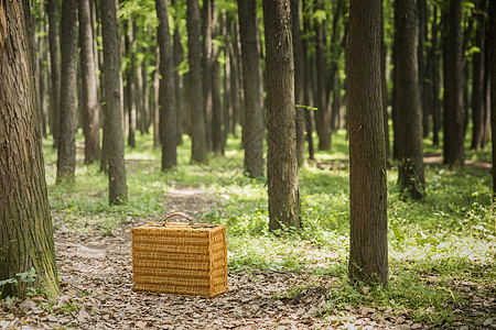 树林里的野餐篮图片