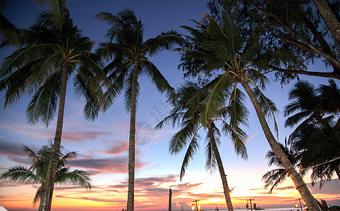 棕榈树晚霞背景图片