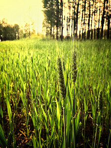 夕阳照射下的绿色麦田生长高清图片素材