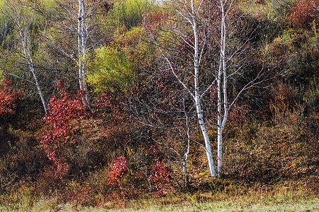 油画效果的秋天树林图片