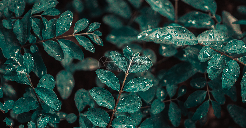 雨里的植物图片