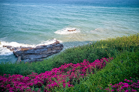 海水与礁石海边拍打礁石的浪花与鲜艳的花朵背景