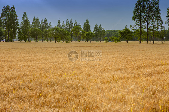 芒种时节守望麦田图片